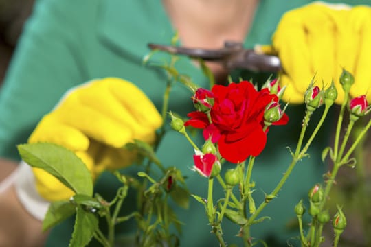 Beetrosen müssen regelmäßig kräftig geschnitten werden.