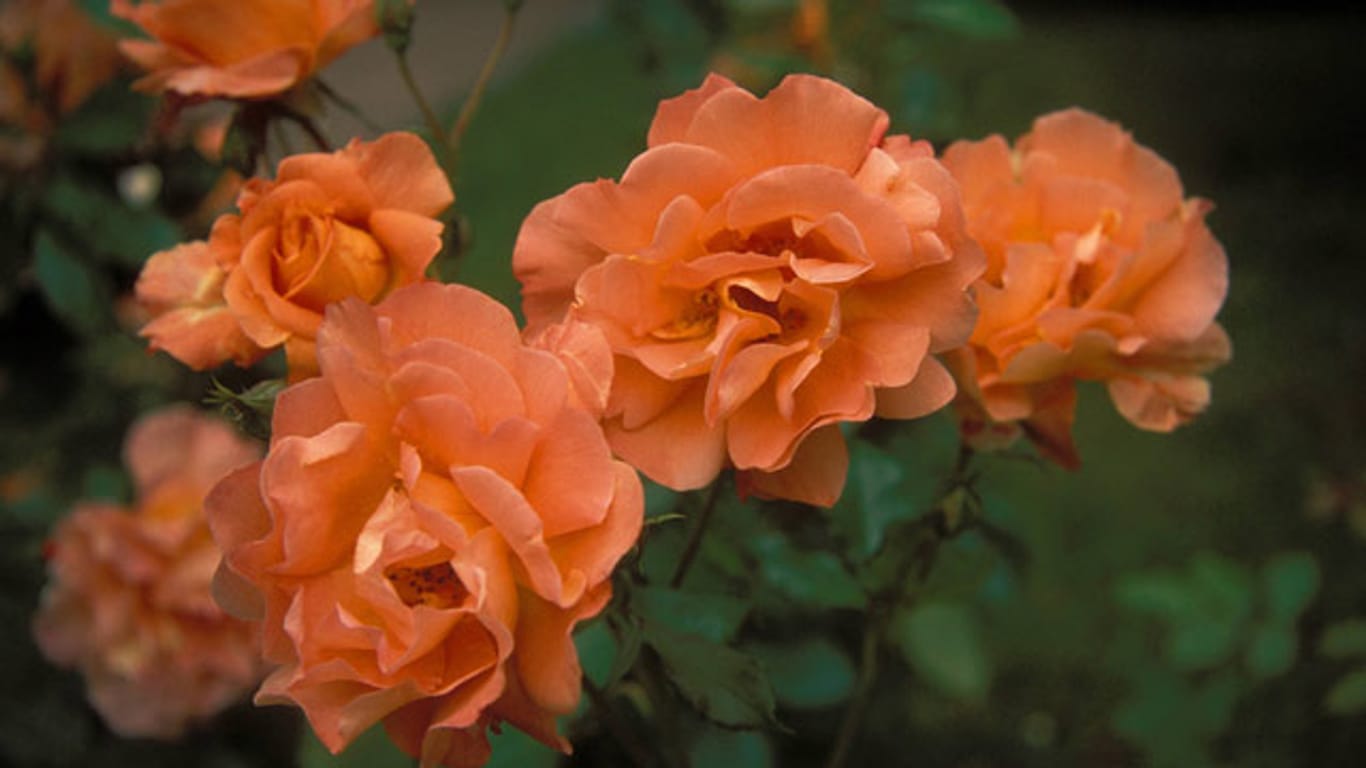 Die Rose Westerland hat wunderschöne orangene Blüten, die sie zum optischen Highlight des Gartens machen.