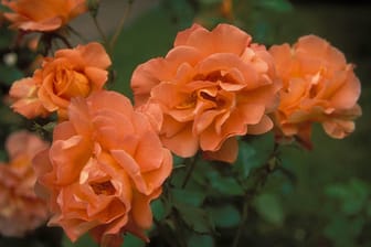 Die Rose Westerland hat wunderschöne orangene Blüten, die sie zum optischen Highlight des Gartens machen.