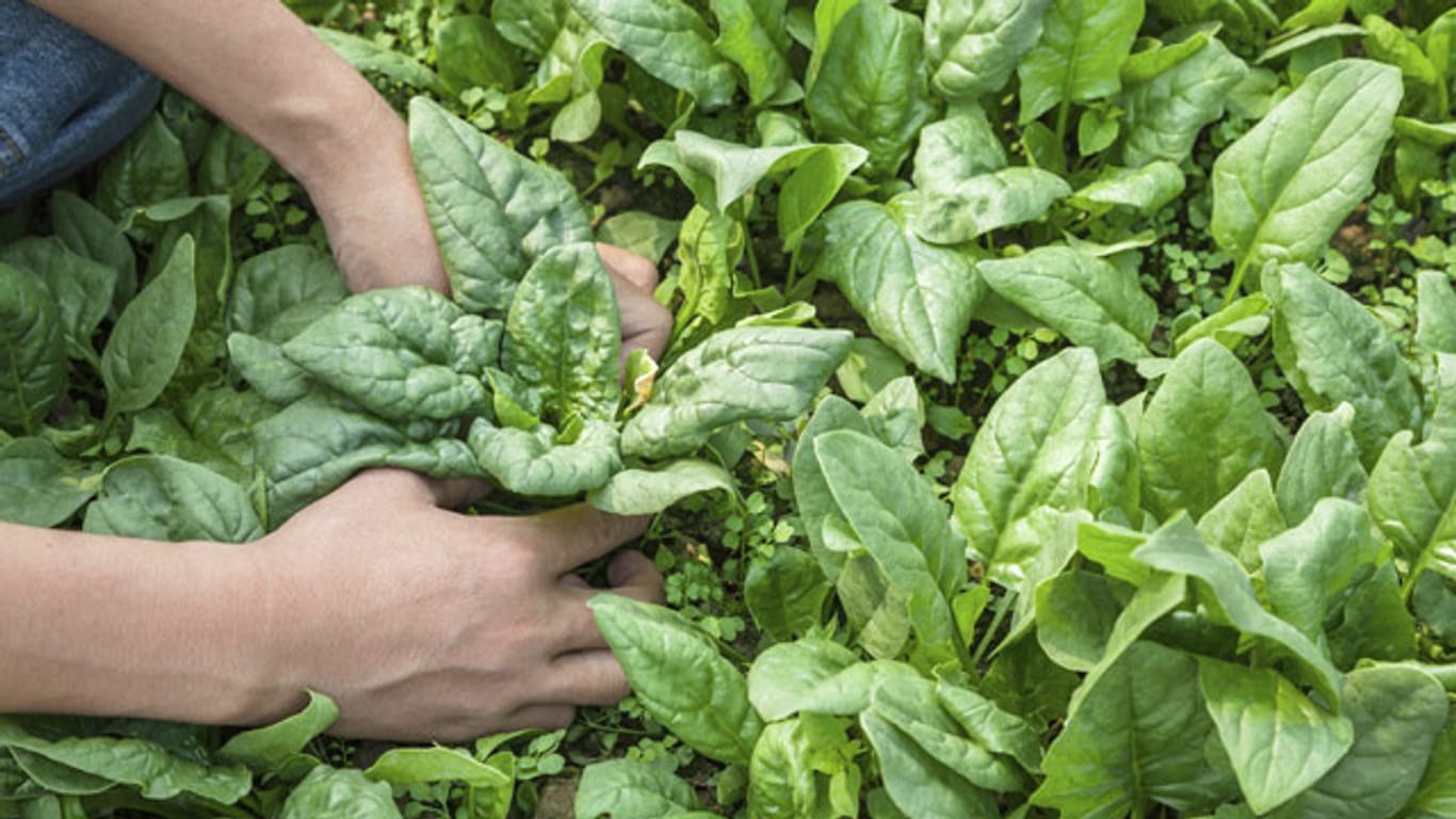 Wenn man bei der Ernte von Spinat richtig vorgeht, kann man mehrmals Blätter ernten.