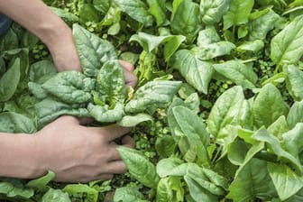 Wenn man bei der Ernte von Spinat richtig vorgeht, kann man mehrmals Blätter ernten.