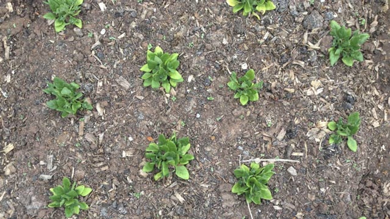 Neuseeländer Spinat gedeiht auch im heimischen Garten.