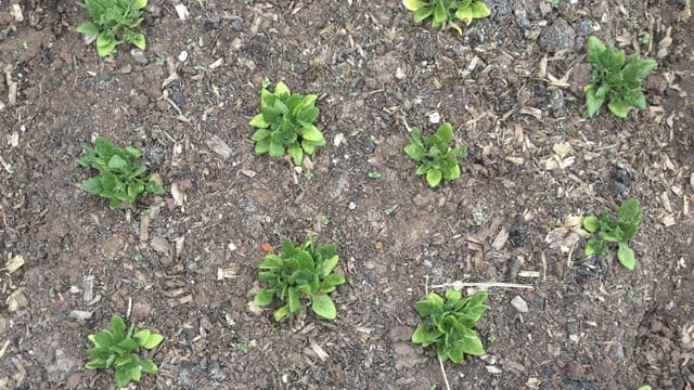 Neuseeländer Spinat gedeiht auch im heimischen Garten.