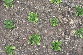 Neuseeländer Spinat gedeiht auch im heimischen Garten.
