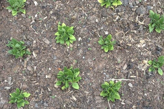 Neuseeländer Spinat gedeiht auch im heimischen Garten.