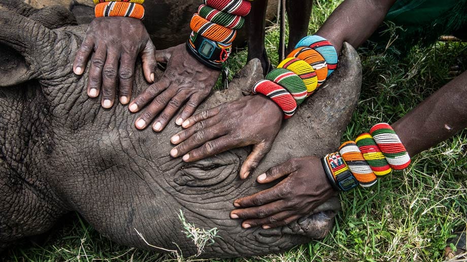 2. Platz in der Kategorie "Nature": Ein Gruppe junger Samburu-Krieger in Kenia sieht zum ersten Mal in ihrem Leben ein Nashorn.