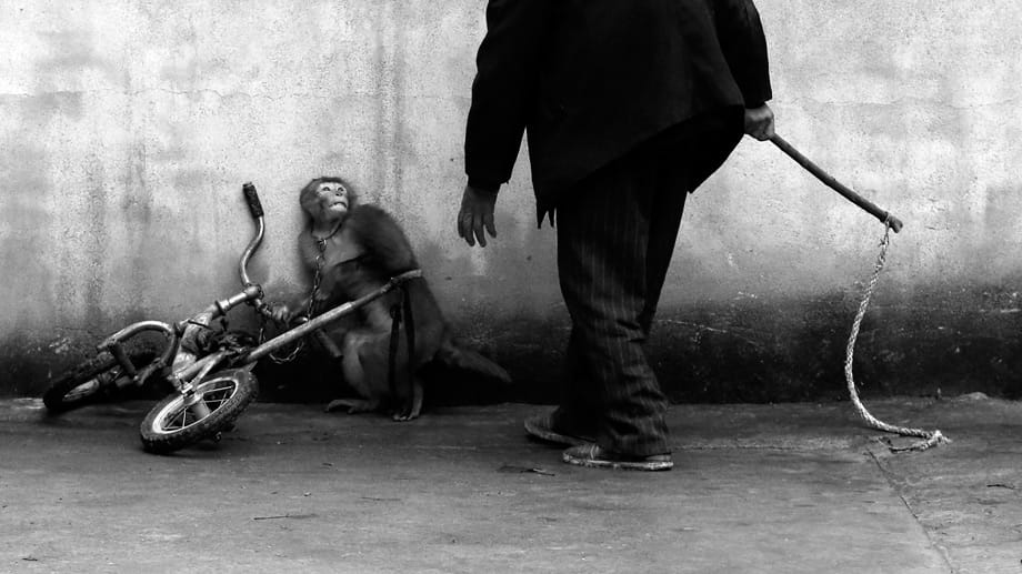 Sieger in der Kategorie "Nature": Ein völlig verängstigter Affe in Szhou, China, wird für den Zirkus trainiert.