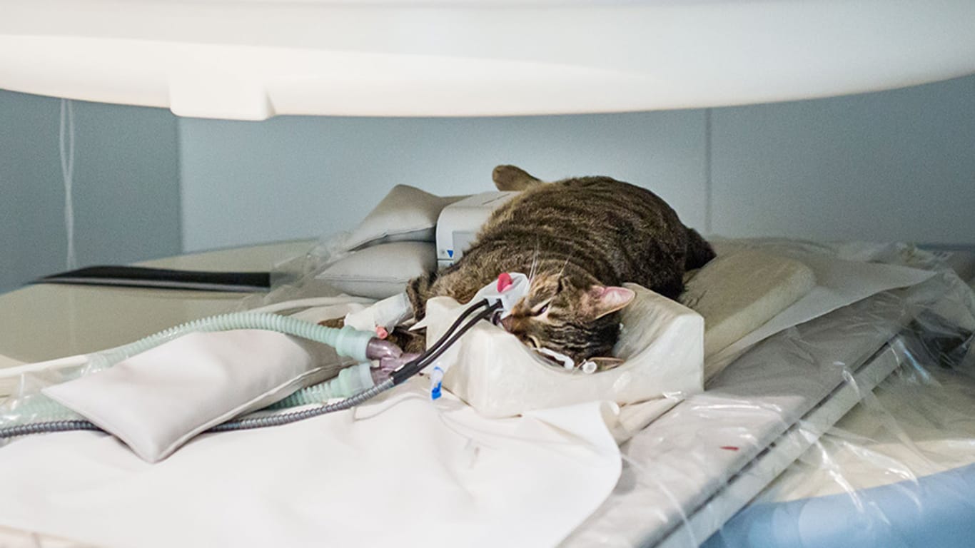 In der Tierklinik Hofheim wird eine Katze mit Tumor mithilfe eines MRT untersucht.