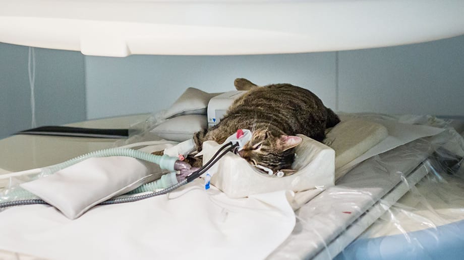 In der Tierklinik Hofheim wird eine Katze mit Tumor mithilfe eines MRT untersucht.