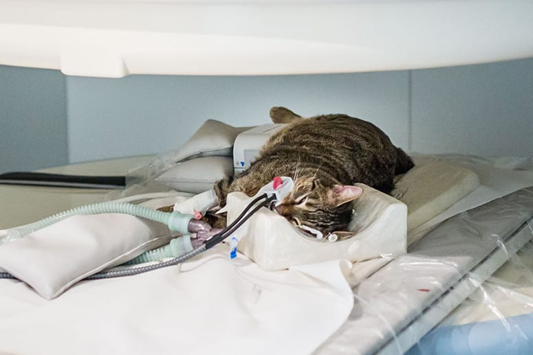 In der Tierklinik Hofheim wird eine Katze mit Tumor mithilfe eines MRT untersucht.