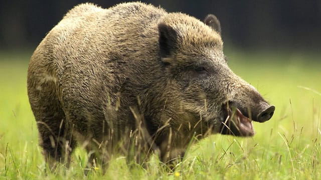 Ein Wildschwein hat den Flughafen von Madrid in Atem gehalten