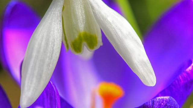 Frühblüher wie Schneeglöckchen und Krokus blühen auch schon vor den warmen Frühlingstagen.