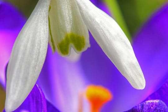 Frühblüher wie Schneeglöckchen und Krokus blühen auch schon vor den warmen Frühlingstagen.