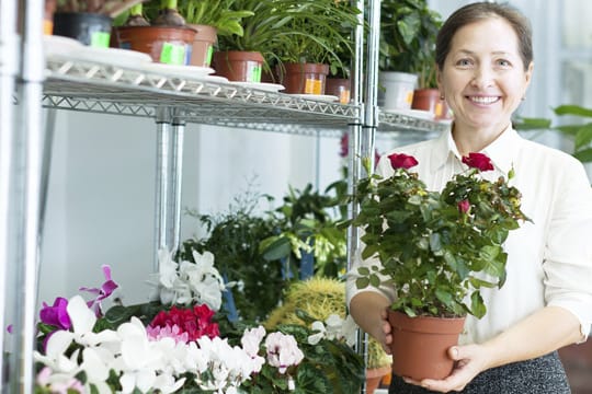 Im Gartencenter erhalten Sie hauptsächlich Containerrosen, diese können Sie auch im Sommer einpflanzen.