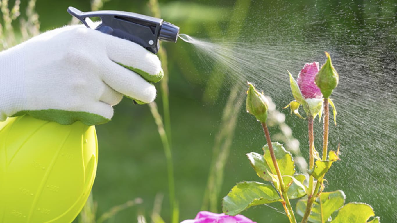 Besprühen Sie von Schädlingen befallene Rosen zunächst mit einer selbst hergestellten Seifenlösung, bevor Sie zu chemischen Insektiziden greifen.
