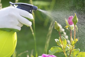 Besprühen Sie von Schädlingen befallene Rosen zunächst mit einer selbst hergestellten Seifenlösung, bevor Sie zu chemischen Insektiziden greifen.