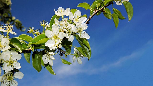 Sträucher bringen im Frühling bunte Blüten in den Garten.