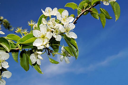 Sträucher bringen im Frühling bunte Blüten in den Garten.