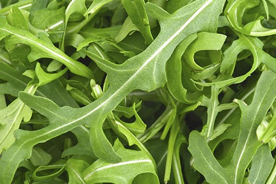 Rucola-Salat von Penny und Rewe wurde von "Öko-Test" als "ungenügend" bewertet.