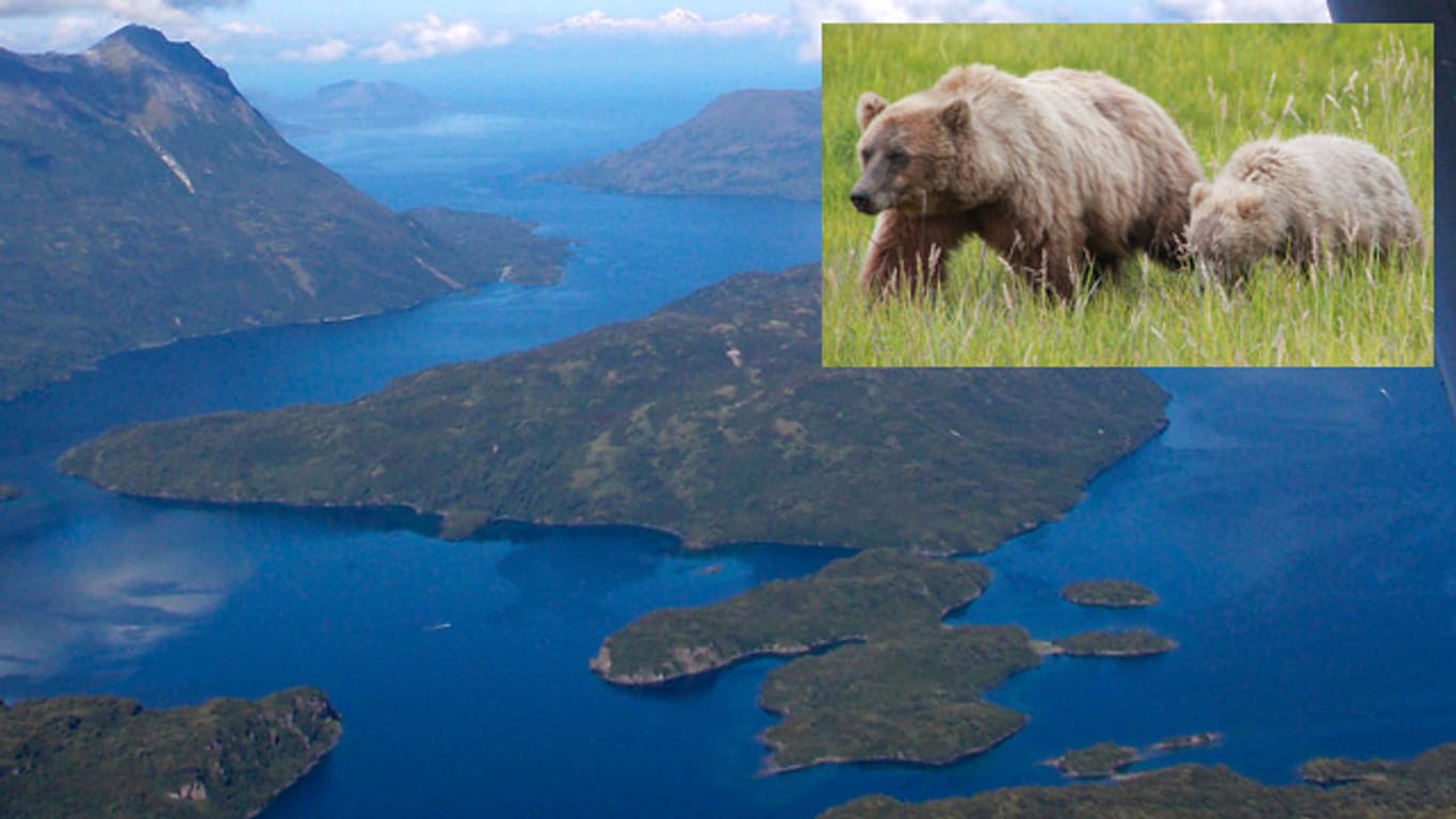 Auf der Insel Kodiak leben die größten Bären der Welt.
