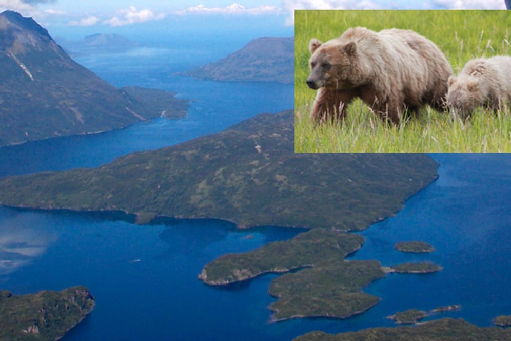 Auf der Insel Kodiak leben die größten Bären der Welt.