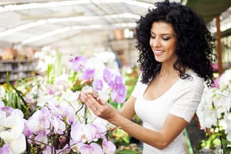 Bevor Sie eine Orchidee kaufen, sollten Sie die Pflanze genau begutachten.