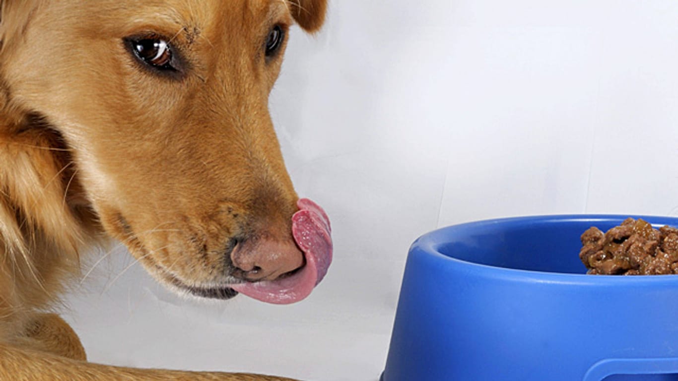 Auch wenn's der Vierbeiner lecker findet: Nicht jedes Feuchtfutter versorgt den Hund ausreichend mit Vitaminen und Mineralstoffen.