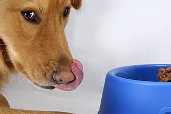 Auch wenn's der Vierbeiner lecker findet: Nicht jedes Feuchtfutter versorgt den Hund ausreichend mit Vitaminen und Mineralstoffen.
