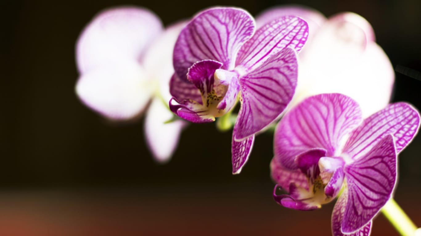 Wunderheiler oder Giftpflanze? Orchideen wird so einiges nachgesagt.