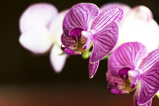 Wunderheiler oder Giftpflanze? Orchideen wird so einiges nachgesagt.