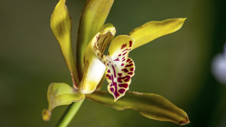 Die Orchideen-Sorte Cymbidium Tiger Moth hat mit verfärbten Blättern zu kämpfen.