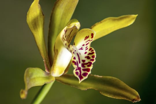 Die Orchideen-Sorte Cymbidium Tiger Moth hat mit verfärbten Blättern zu kämpfen.