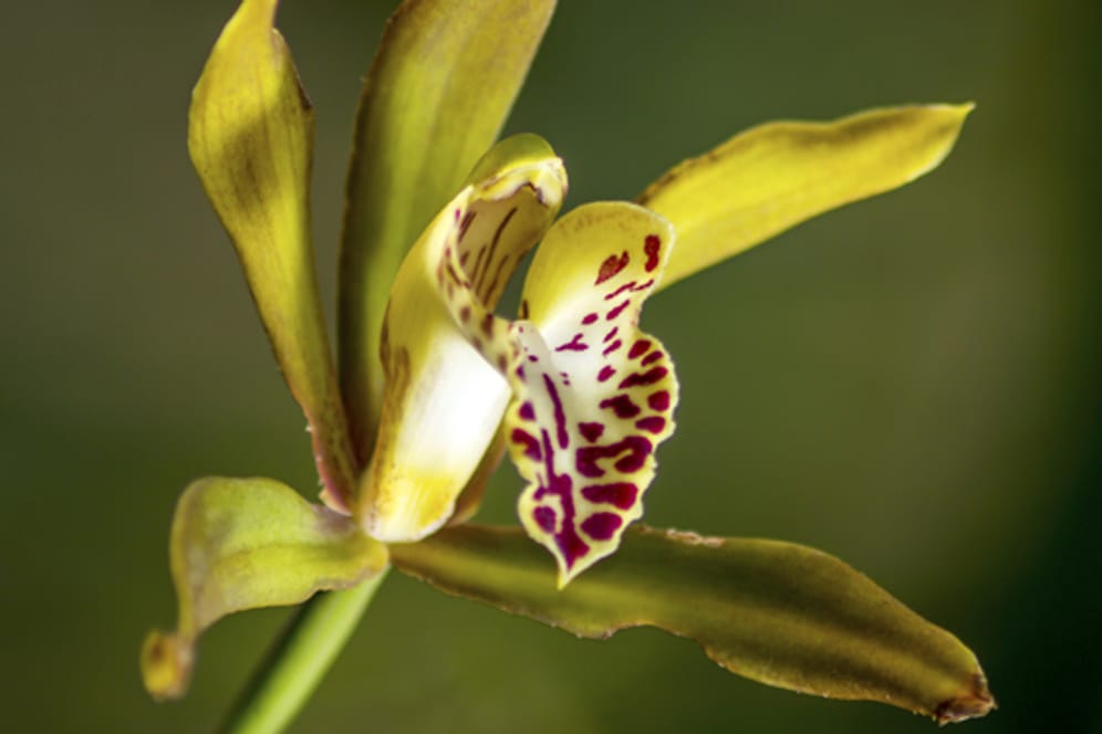 Die Orchideen-Sorte Cymbidium Tiger Moth hat mit verfärbten Blättern zu kämpfen.