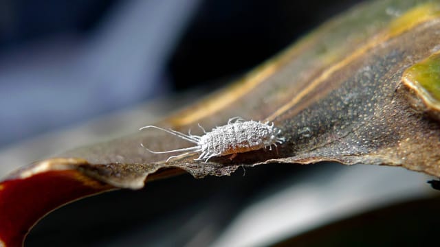 Eine Schmierlaus wird bis zu fünf Millimeter groß und ist dadurch bei genauem Hinschauen zu erkennen.