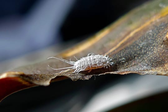 Eine Schmierlaus wird bis zu fünf Millimeter groß und ist dadurch bei genauem Hinschauen zu erkennen.