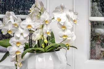 Mini-Orchideen sind auf wenig Platz angewiesen und können auf Fensterbänken oder Schreibtischen gestellt werden.