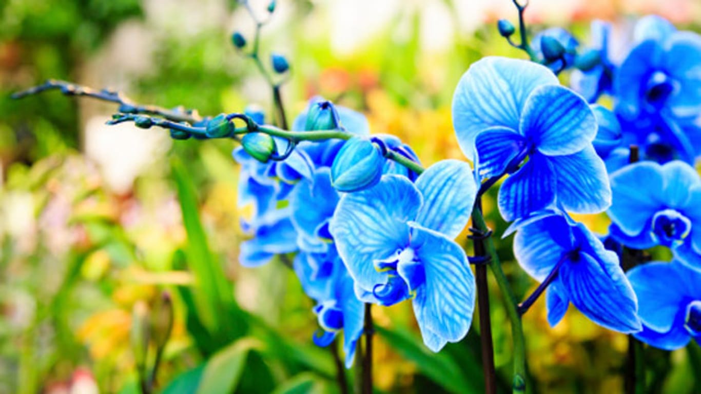 Blaue Orchideen sind ein echter Hingucker, den es in der freien Natur nicht gibt.