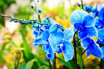 Blaue Orchideen sind ein echter Hingucker, den es in der freien Natur nicht gibt.