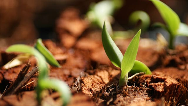 Junge Orchideen brauchen zum Wachsen viel Licht, Feuchtigkeit und spezielles Substrat.