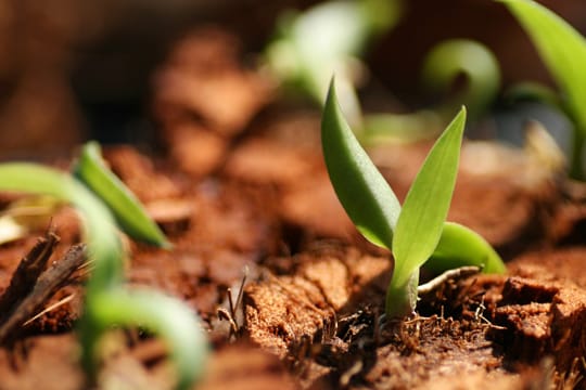 Junge Orchideen brauchen zum Wachsen viel Licht, Feuchtigkeit und spezielles Substrat.