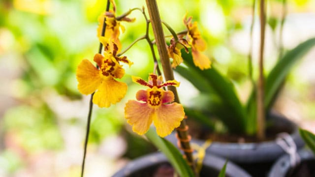 Da die Blüten der Oncidium-Orchidee an eine mit ausgestreckten Armen tanzende Frau mit weitem Rock erinnern, wird die Blume auch "Dancing Lady" genannt.