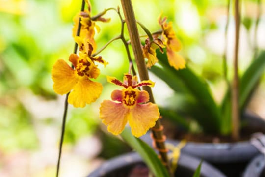 Da die Blüten der Oncidium-Orchidee an eine mit ausgestreckten Armen tanzende Frau mit weitem Rock erinnern, wird die Blume auch "Dancing Lady" genannt.