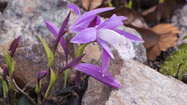 Die Pleione stammt aus dem Himalaya-Gebirge und ist winterhart.