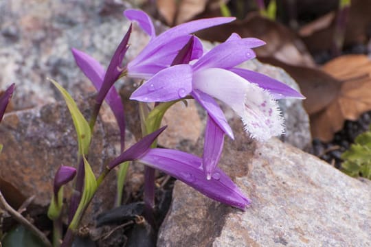 Die Pleione stammt aus dem Himalaya-Gebirge und ist winterhart.