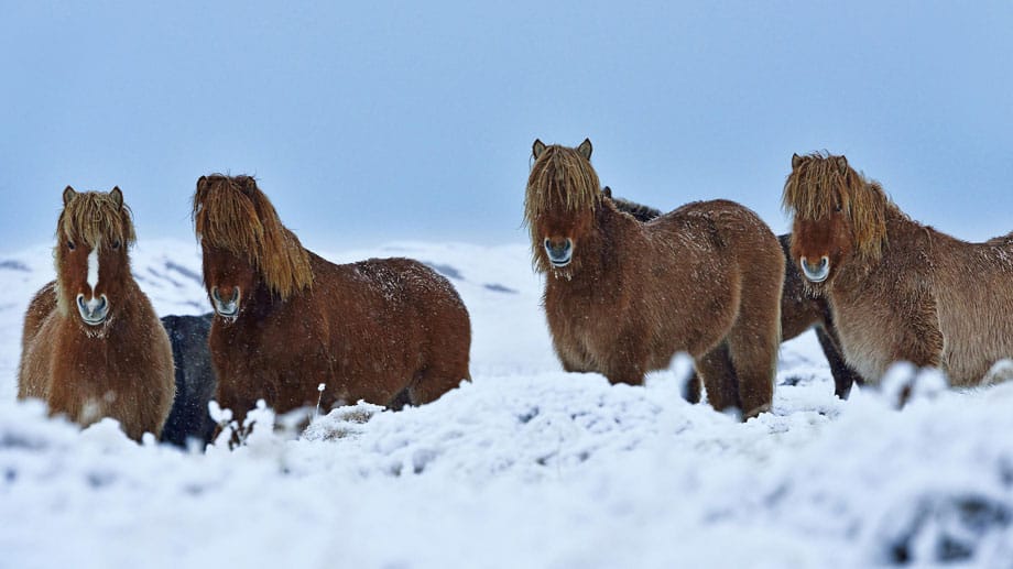 Eine wahre Pracht und auch sehr bekannt: Die Island-Pferde.
