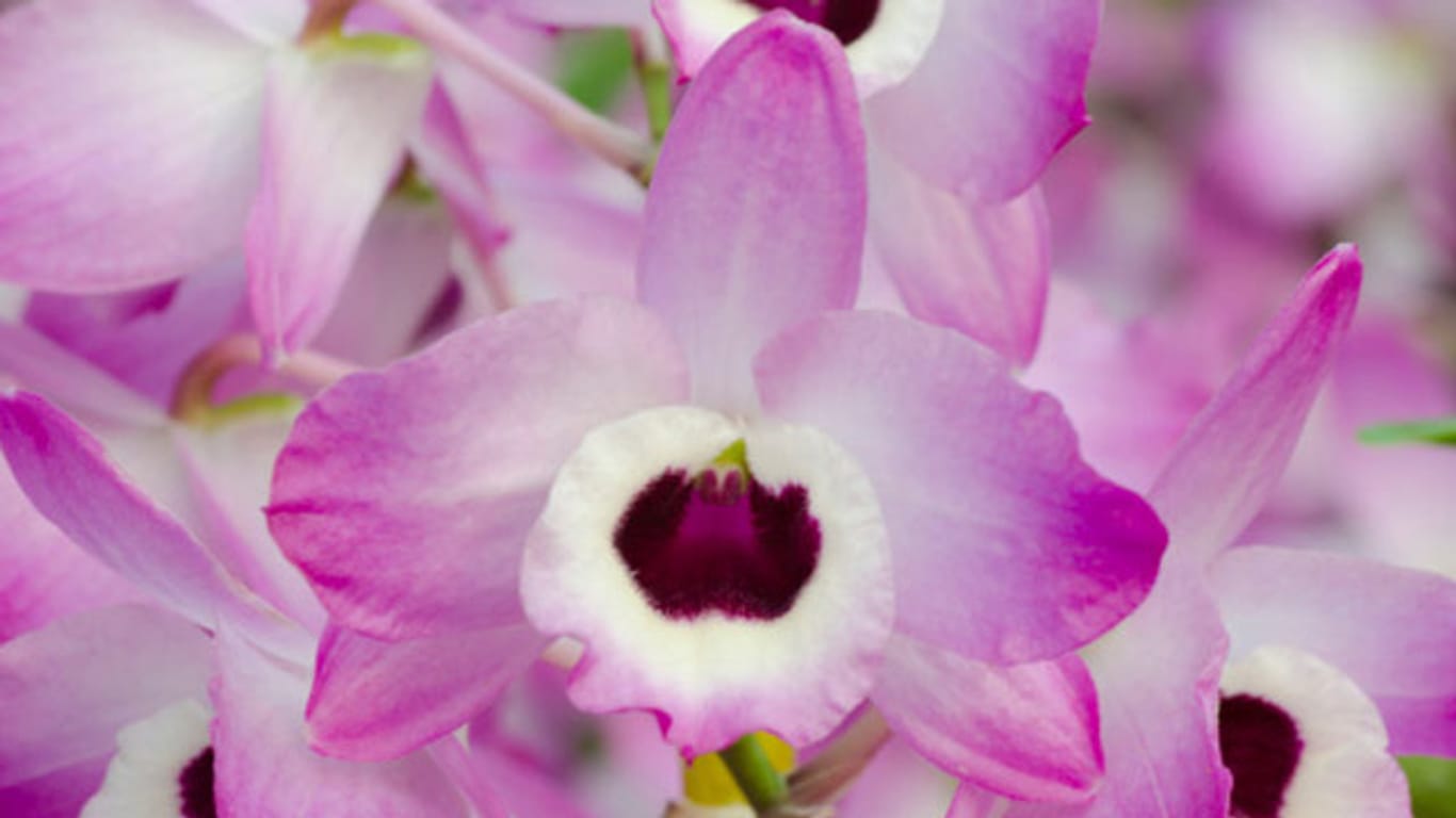 Dendrobium nobile zeichnet sich durch ihre wechselwarme Kultivierung aus und wird als Stammform für viele Hybriden benutzt.