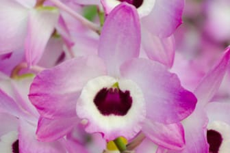 Dendrobium nobile zeichnet sich durch ihre wechselwarme Kultivierung aus und wird als Stammform für viele Hybriden benutzt.
