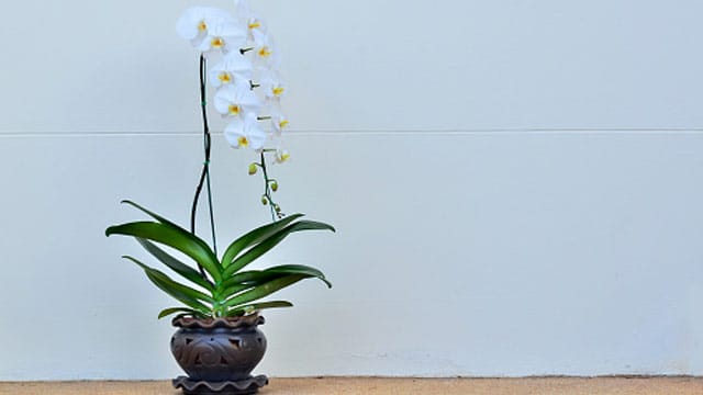 Etwa alle zwei bis drei Jahre sollten Sie Ihre Phalaenopsis umtopfen.