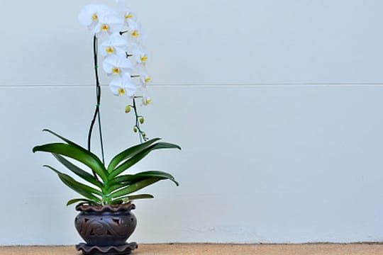 Etwa alle zwei bis drei Jahre sollten Sie Ihre Phalaenopsis umtopfen.