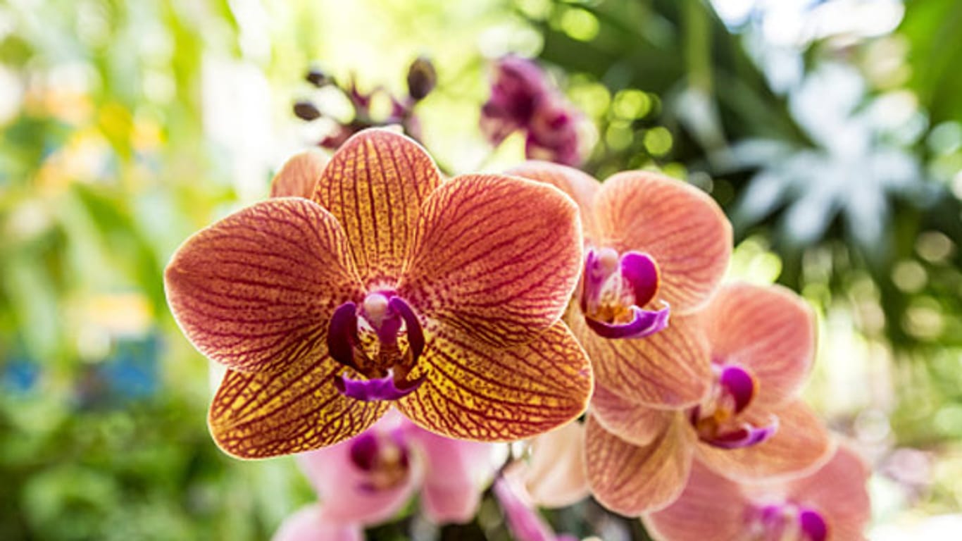 Bei der richtigen Pflege blühen Phalaenopsis-Orchideen das ganze Jahr.